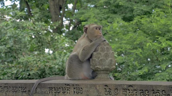 猴子坐在石栏杆上