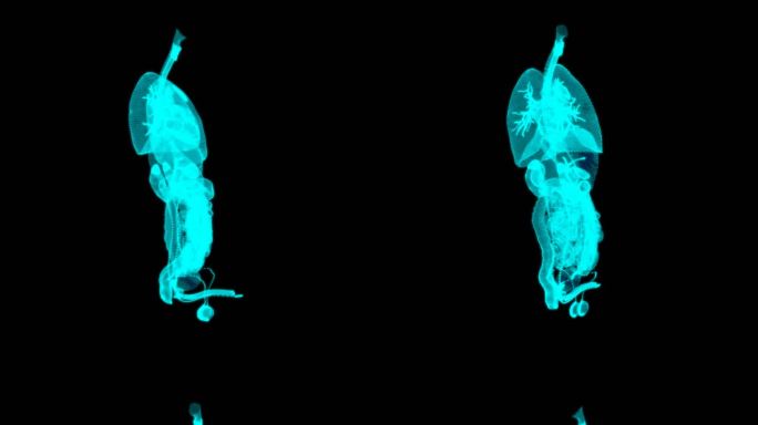 男性人体解刨内脏器官科技粒子HUD素材