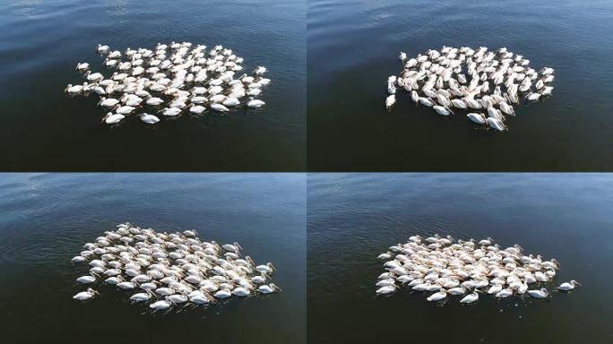 在五大湖上游泳的鹈鹕聚集在一起保护