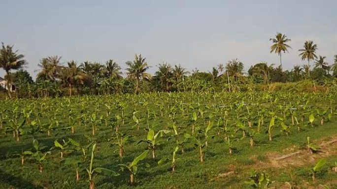 香蕉树种植园。