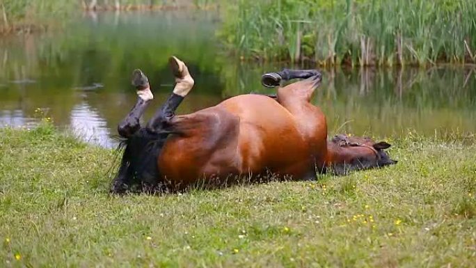 马躺在草地上