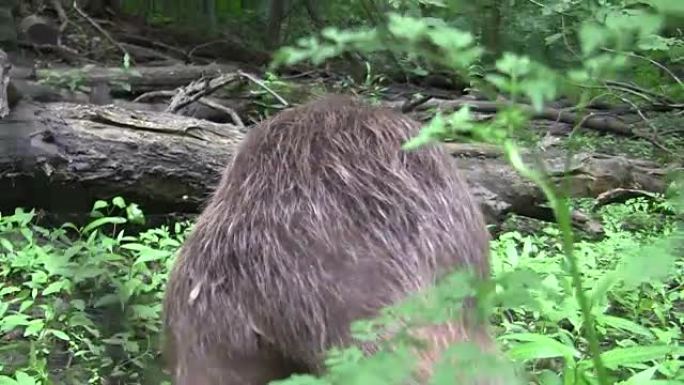 Beaver eating in natural environment