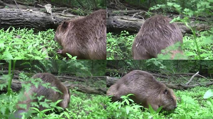 Beaver eating in natural environment