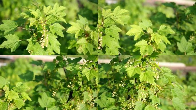 高清版花园里盛开的红醋栗花