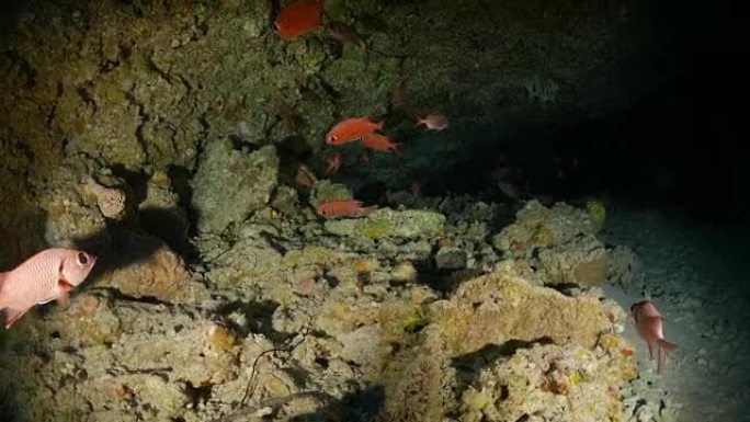 海底洞穴中的士兵鱼类教育