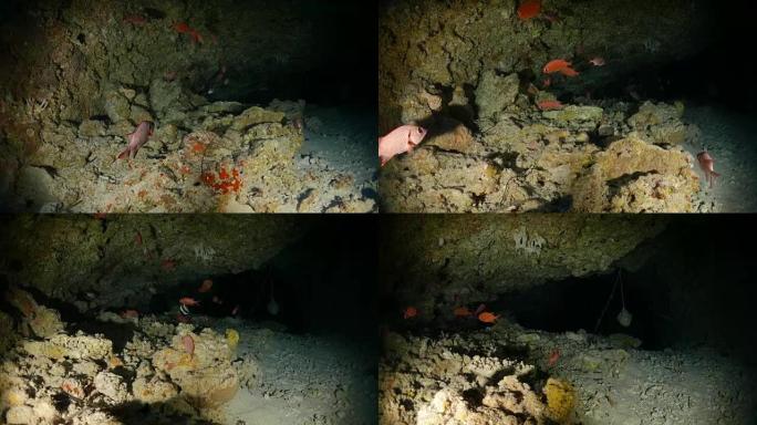 海底洞穴中的士兵鱼类教育