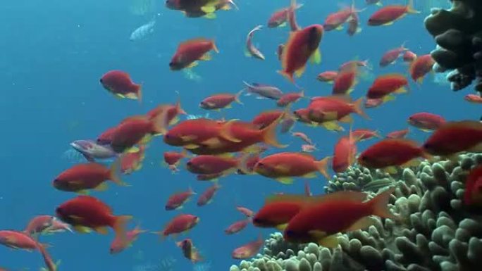 不同珊瑚水下红海背景下的明亮鱼类学校。