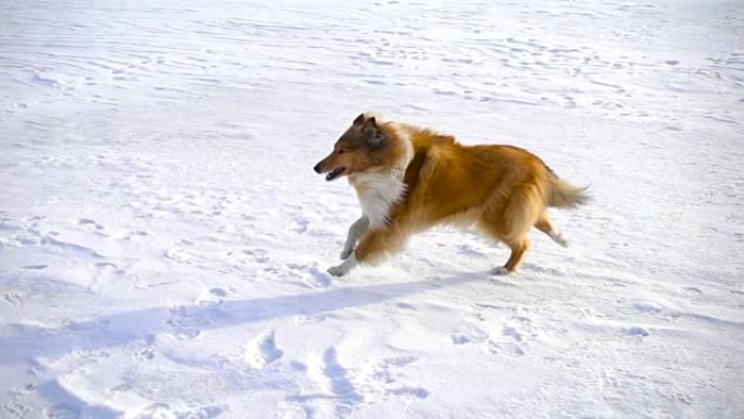 牧羊犬在雪场上奔跑