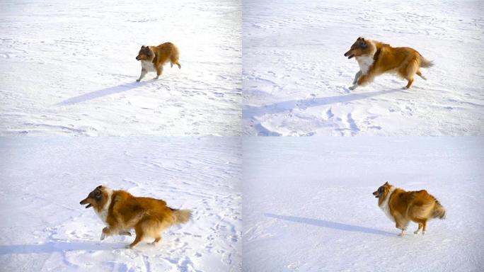 牧羊犬在雪场上奔跑