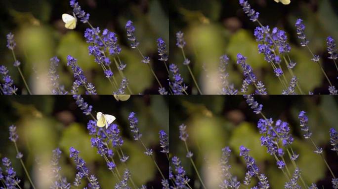 淡紫色花朵上的白色蝴蝶，油菜