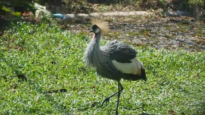 Gray Crowned crane