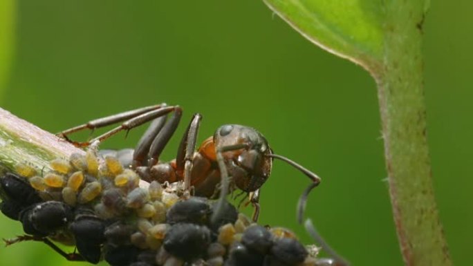 蚂蚁抚育蚜虫。