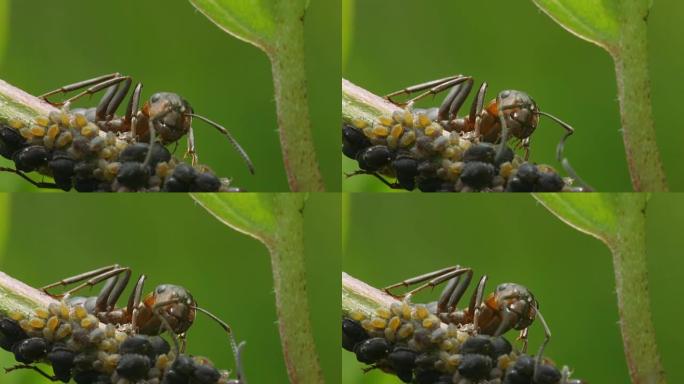 蚂蚁抚育蚜虫。
