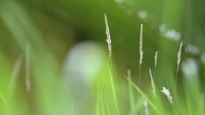 春天植物