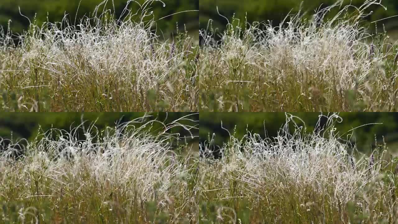 风中的羽毛草