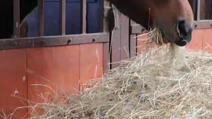 马正在马厩里吃干草