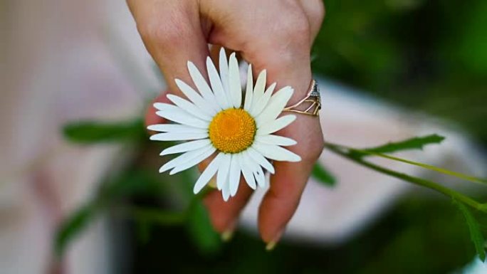 女性手捧小菊花。