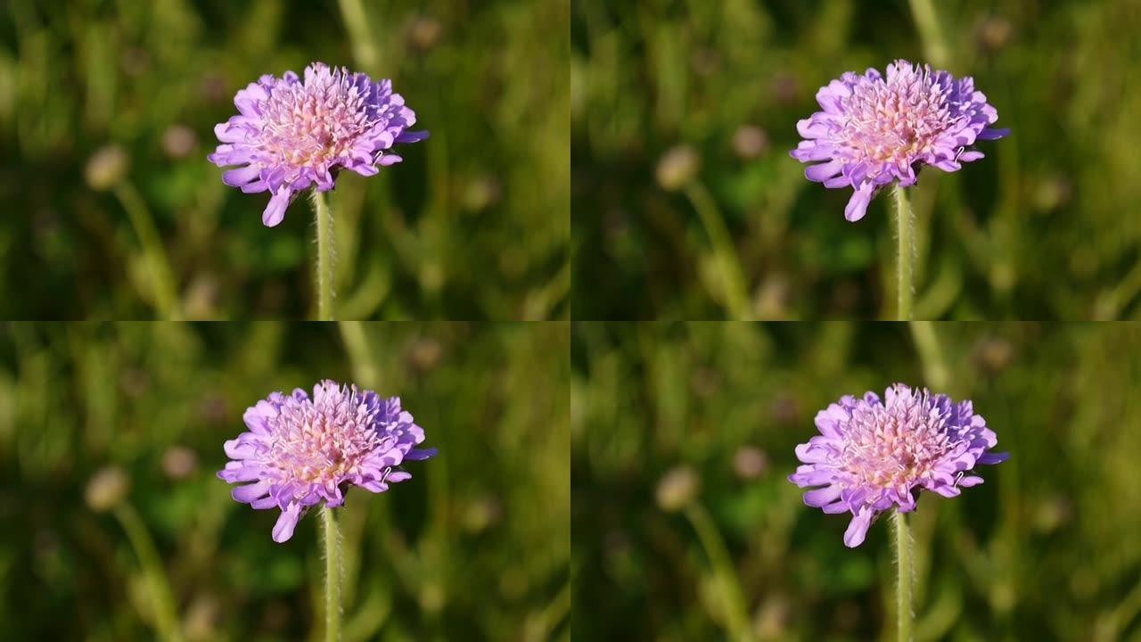 在阳光明媚的夏日里，结痂花的特写镜头。长叶可纳蒂亚。高清视频素材