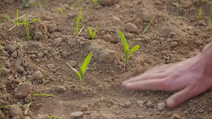 双手检查农业领域的土壤