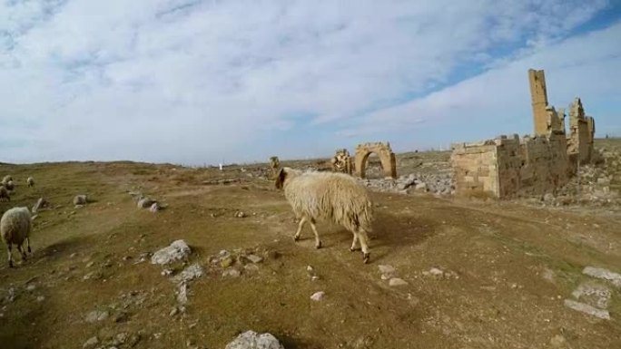 POV sheeps walks，宣礼塔的遗迹，土耳其以南的Date Harran大学的废墟，与叙利