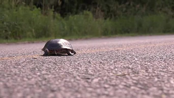 乌龟过马路