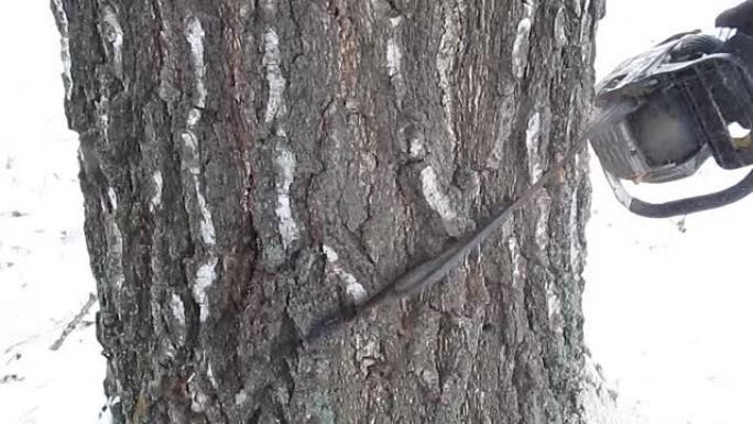 试图在冬天用钝电锯砍一棵茂密的树-25s