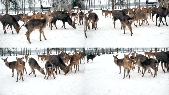 鹿食等待。鹿从森林里出来吃东西。可爱的鹿在冬天以生物站为食。动物保护