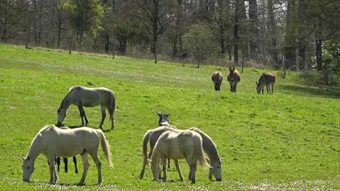 春天在田野上吃草的马