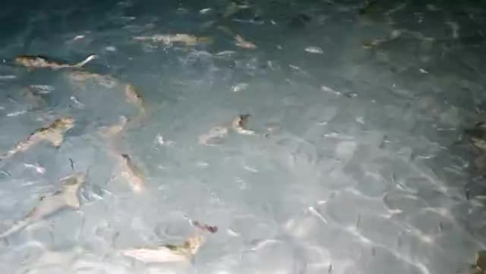 从岸边喂食鲨鱼、射线和鱼。马尔代夫