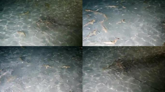 从岸边喂食鲨鱼、射线和鱼。马尔代夫