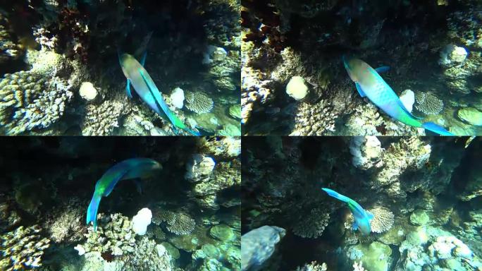 一种明亮的鹦鹉鱼在红海的珊瑚中航行。