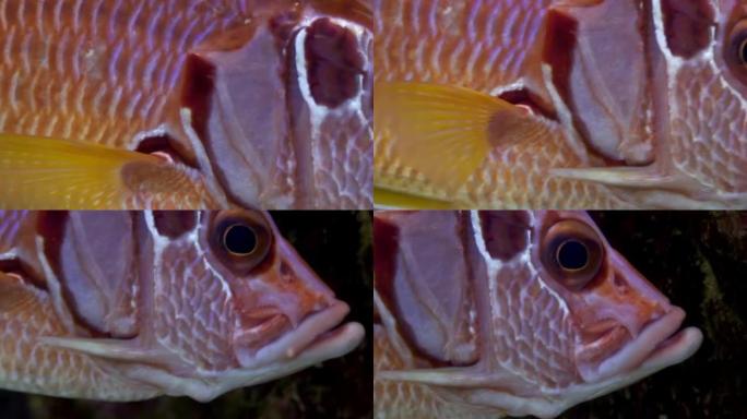 石斑鱼在红海的背景海洋景观中靠近水下。