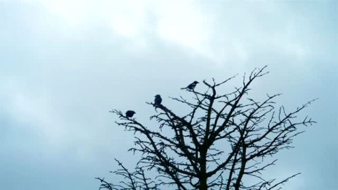 三只喜鹊鸟坐在树上慢动作4k