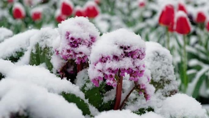 巴丹蒙古茶或在拉丁语中，西伯利亚晚春降雪下的雪下的crassifolia花