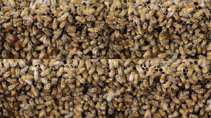 白蜂箱中的蜜蜂和蜂窝选择性聚焦。