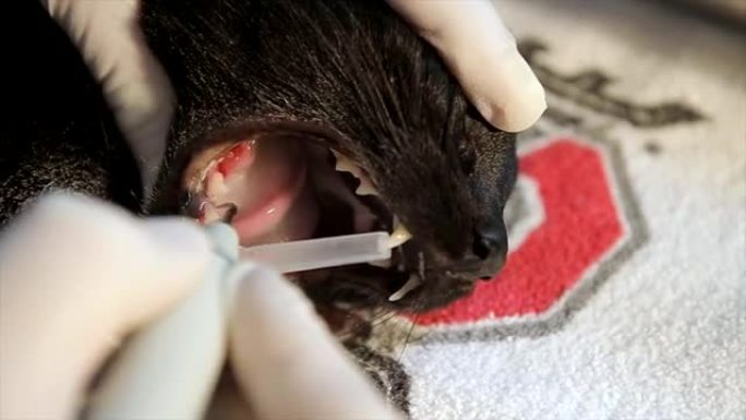 兽医清洗猫牙齿上的洁齿剂