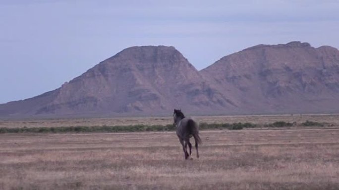 犹他沙漠上的野马