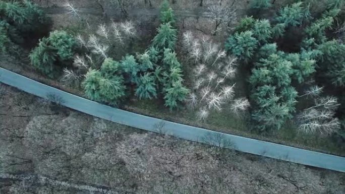 晚冬林区和一条小路的空中视频