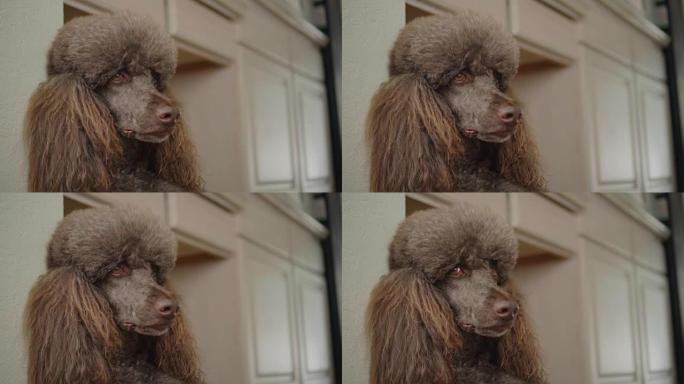 棕色狮子狗的4k特写视频肖像