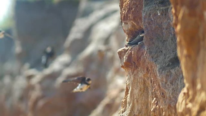 燕子坐在悬崖上的墙上