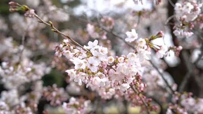 日本的樱花