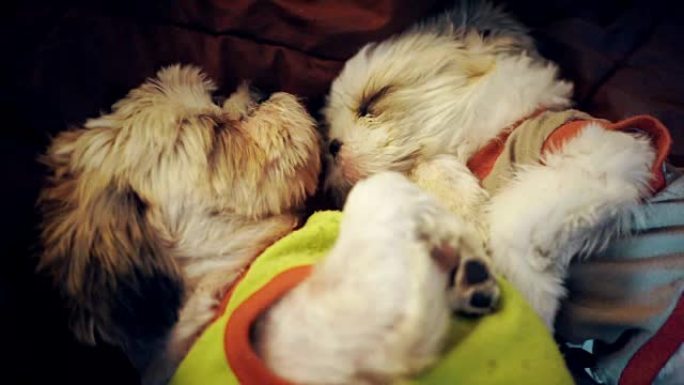两只西施犬用毯子舒适地睡在床上。