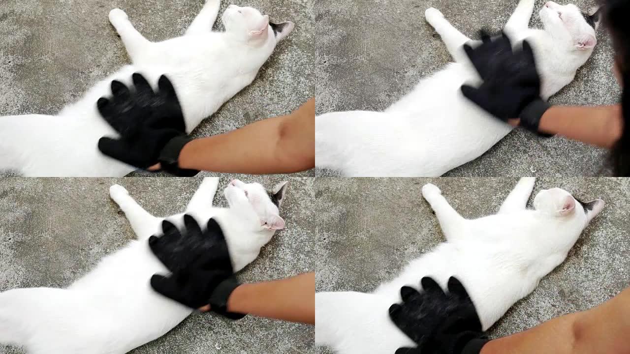 宠物主人用美容手套去除猫毛