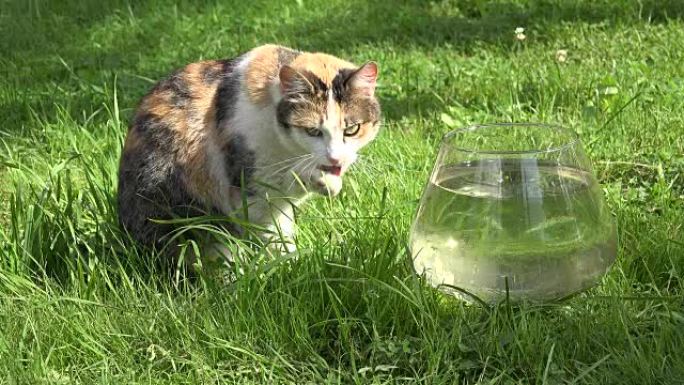 猫清洁洗湿爪爪子坐在玻璃水族馆附近，鱼在草地上。特写。全高清