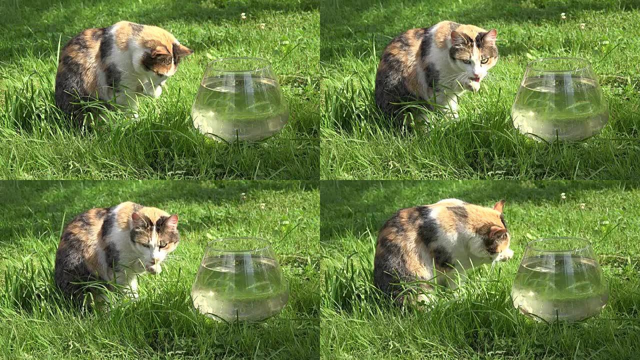 猫清洁洗湿爪爪子坐在玻璃水族馆附近，鱼在草地上。特写。全高清