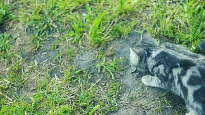 猫在草地上玩老鼠