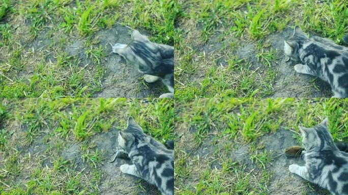 猫在草地上玩老鼠