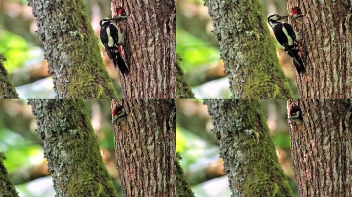 法国孚日的大斑点啄木鸟