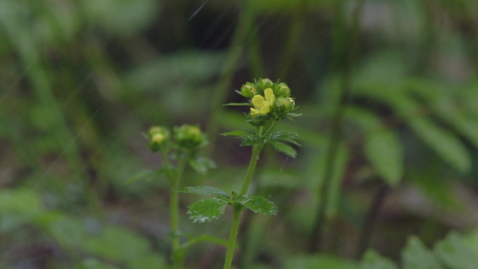 被雨水打烂的野花野草