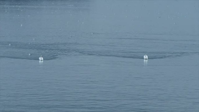 天鹅在多瑙河的蓝色水上游泳